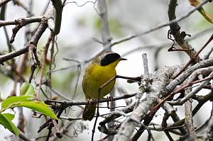 Warbler, Common Yellowthroat, 2025-05077567 Parker River NWR, MA